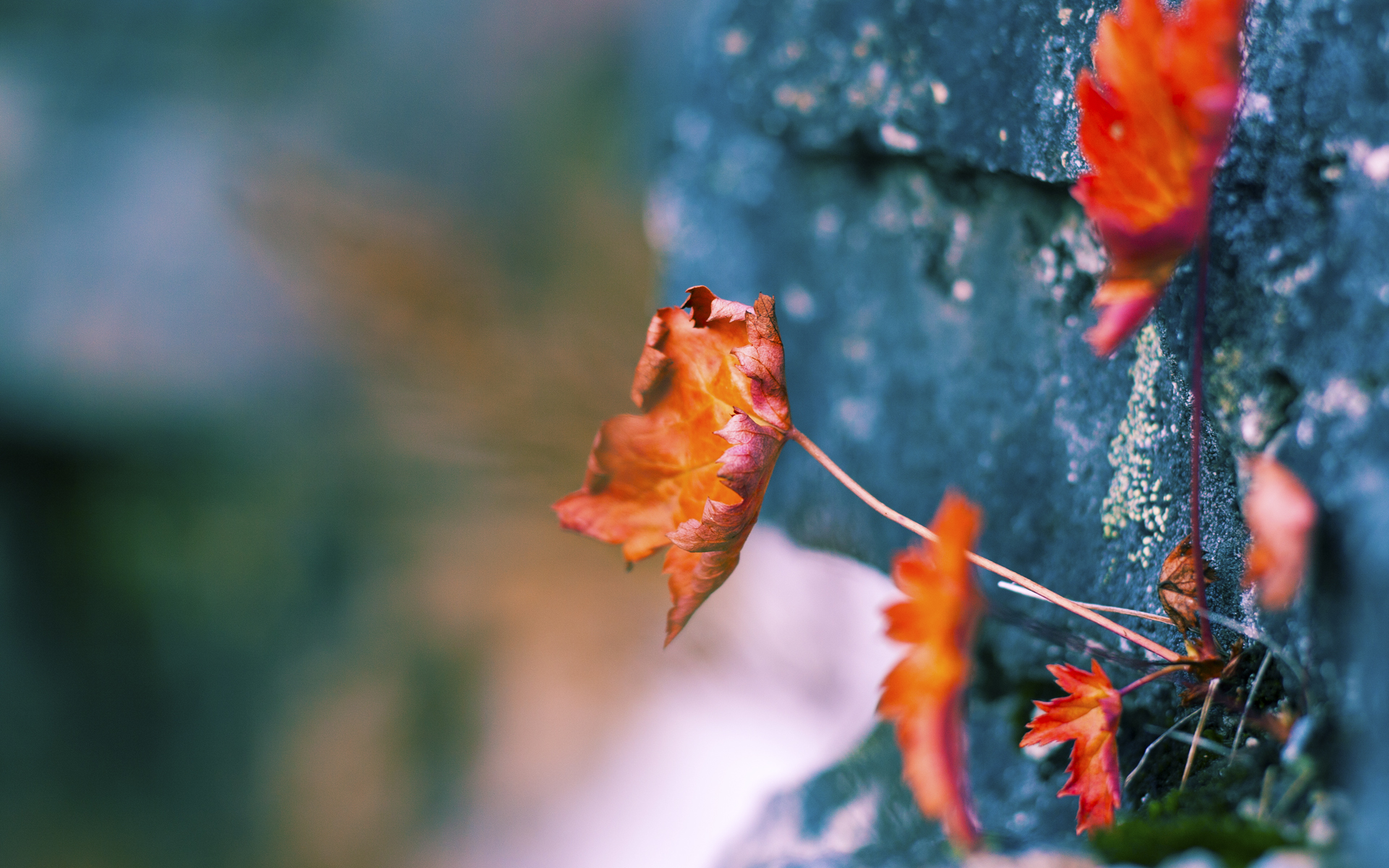 文班亚马,季后赛之夜,一座移动长城的诞生